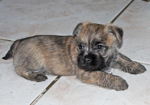 Fynn als Welpe 047.jpg